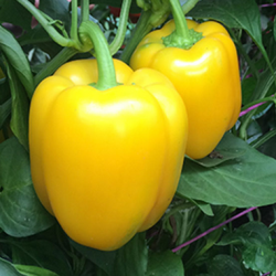 Papryka Tallante F1 500 nasion st